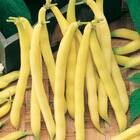 Sementes De Feijão Vagem Rasteiro Amarelo Baixo Topseed