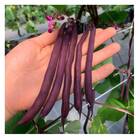 Sementes De Feijão-vagem Xapecó [trepador] Isla