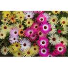 Sementes De Ficóide Bellidiformis (sortida) Topseed