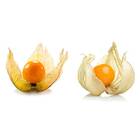 Sementes De Fisális [goldenberry] Feltrin