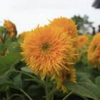 Sementes De Girassol Anão Sungold (dobrado) Topseed