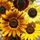 Sementes De Girassol Bonito De Outono (sortido) Isla