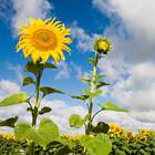 Sementes De Girassol De Jardim Alto (amarelo) Isla