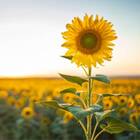 Sementes De Girassol De Jardim Alto (amarelo) Isla