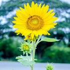 Sementes De Girassol De Jardim Anão (amarelo) Isla