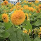 Sementes De Girassol Dobrado Anão Sungold Feltrin