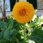 Sementes De Girassol Dobrado Anão Sungold Feltrin