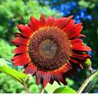 Sementes De Girassol Sol Noturno Isla