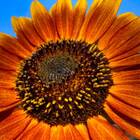 Sementes De Girassol Sol Noturno Isla