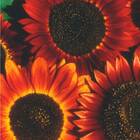 Sementes De Girassol Sol Noturno Isla