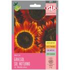 Sementes De Girassol Sol Noturno Isla