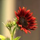 Sementes De Girassol Sol Noturno Isla