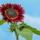 Sementes De Girassol Sol Vermelho Isla