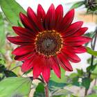 Sementes De Girassol Sol Vermelho Isla