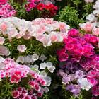 Sementes De Godétia Azaleia (sortida) Topseed