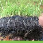 Sementes De Grama Carpete (folha Fina) Super Isla