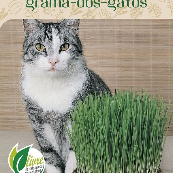 Sementes De Grama Dos Gatos (cat Grass) Topseed