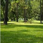 Sementes De Grama Para Jardim (folha Fina) Blueline Topseed