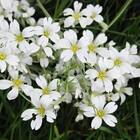 Sementes De Gypsofila Elegant Branca Topseed