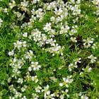 Sementes De Gypsofila Elegant Branca Topseed