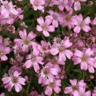 Sementes De Gypsophila Elegans / Mosquitinho (sortido) Isla