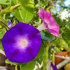 Sementes De Ipoméia Purpúrea (sortida)  Topseed