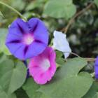 Sementes De Ipoméia Purpúrea (sortida)  Topseed