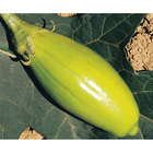 Sementes De Jiló Comprido Verde Claro Pcte C/ 100 Gramas