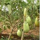 Sementes De Jiló Jaíba (gigante) Isla