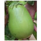 Sementes De Jiló Jaíba (gigante) Isla