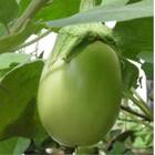 Sementes De Jiló Jaíba (gigante) Isla