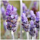 Sementes De Lavanda Topseed