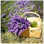 Sementes De Lavanda Topseed