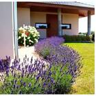 Sementes De Lavanda Topseed