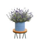 Sementes De Lavanda Verdadeira / Alfazema (0,6g) Super Isla