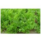 Sementes De Levistico Erva/maggi Blueline (1g) Topseed