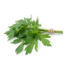 Sementes De Levistico Erva/maggi Blueline (1g) Topseed