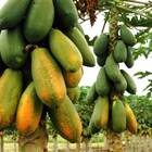 Sementes De Mamão Formosa Sunrise Super Isla