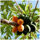 Sementes De Mamão Papaia Sunrise Solo Topseed