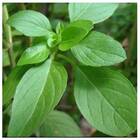 Sementes De Manjericão / Alfavaca Basilicão (50g) Isla