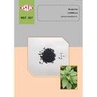 Sementes De Manjericão Cannella Super Isla