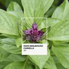 Sementes De Manjericão Cannella Super Isla