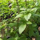 Sementes De Manjericão Cannella Super Isla