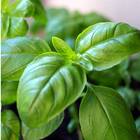 Sementes De Manjericão Fragranza Feltrin