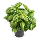 Sementes De Manjericão Fragranza Feltrin