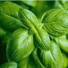 Sementes De Manjericão Fragranza Feltrin