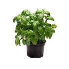 Sementes De Manjericão Genovese Topseed