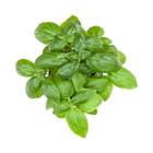 Sementes De Manjericão Genovese Topseed