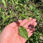 Sementes De Manjericão Sagrado Prana (50 Sementes) Isla