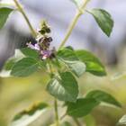 Sementes De Manjericão Sagrado Prana Isla